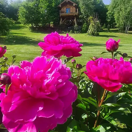 La Quiete Di Ileana Sofian * Pamparato